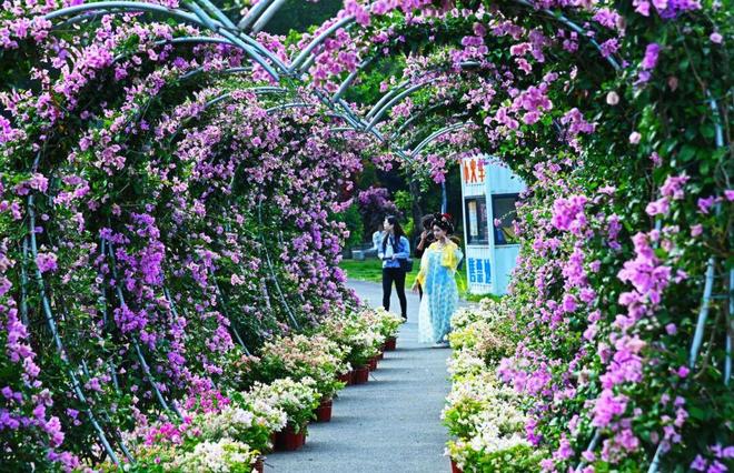 三角梅怒放花都已成花海！十五运来这赏花打卡！(图10)