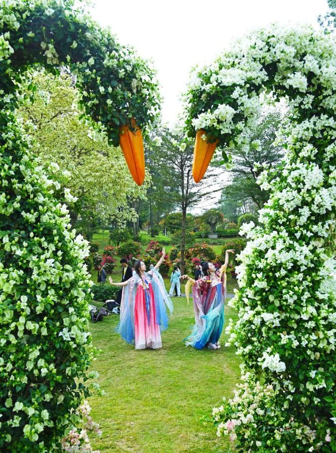 三角梅怒放花都已成花海！十五运来这赏花打卡！(图11)