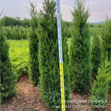 从造纸到生物质能源！桉树价稳背后是千亿产业链的 “慢牛行情”(图1)