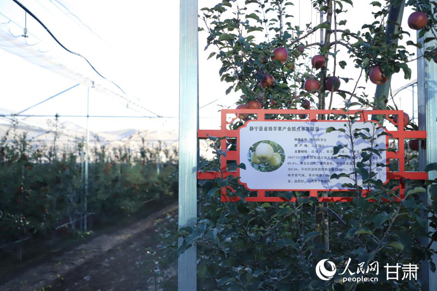 行进中国丨静宁苹果的“三级跳”(图1)