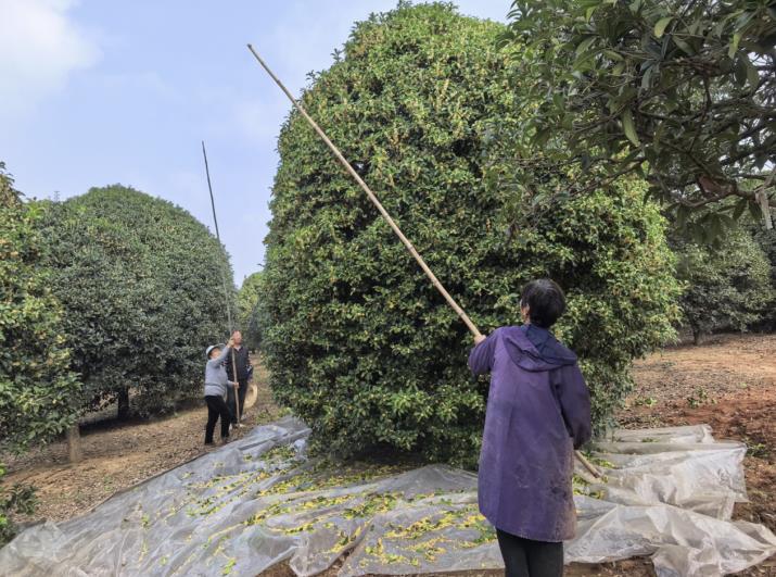 宣城郎溪：金色“桂花雨” 润泽乡村致富路(图1)