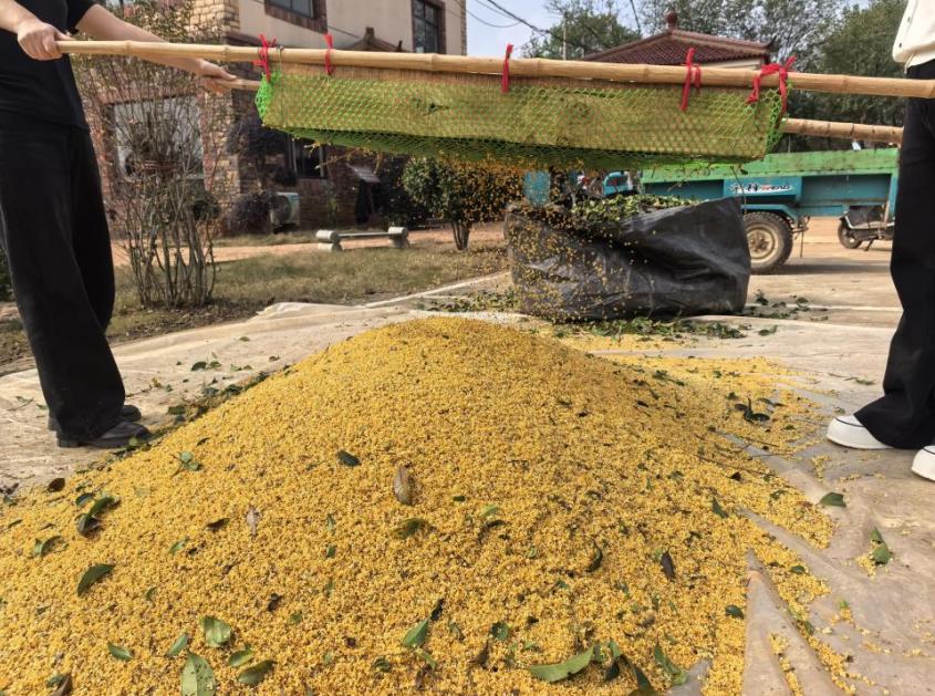 宣城郎溪：金色“桂花雨” 润泽乡村致富路(图2)