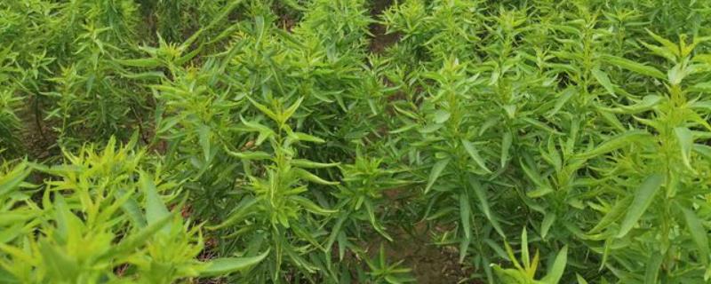 植树用的树苗是怎么来的大部分是利用繁殖育苗技术得来的(图1)