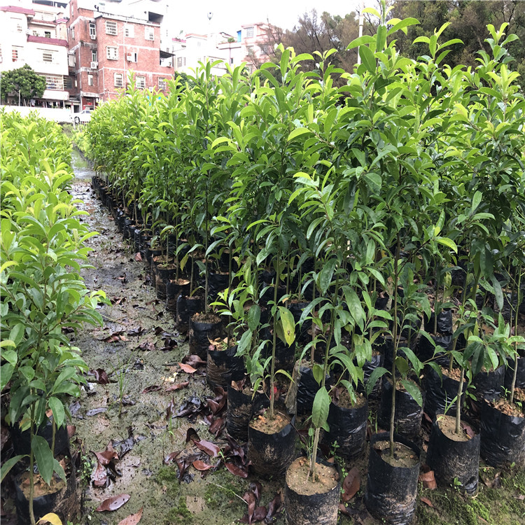 夏蔚镇：人才沃土育金果科技兴农谱新篇(图1)