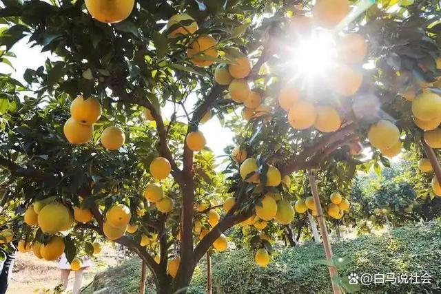 70多年前重庆果农15天跋涉千里带回2棵树苗如今养活几十万人(图3)