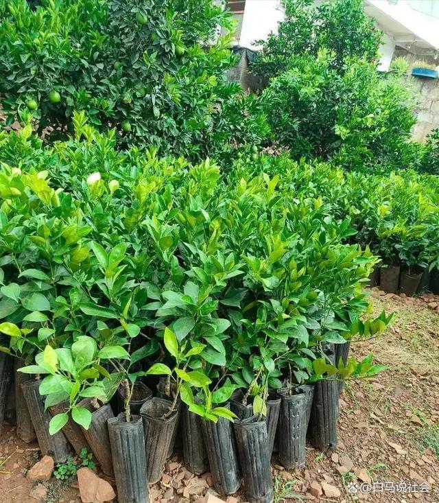 70多年前重庆果农15天跋涉千里带回2棵树苗如今养活几十万人(图2)