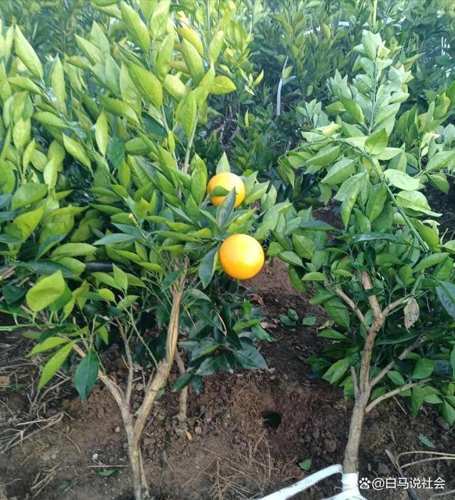 70多年前重庆果农15天跋涉千里带回2棵树苗如今养活几十万人(图1)