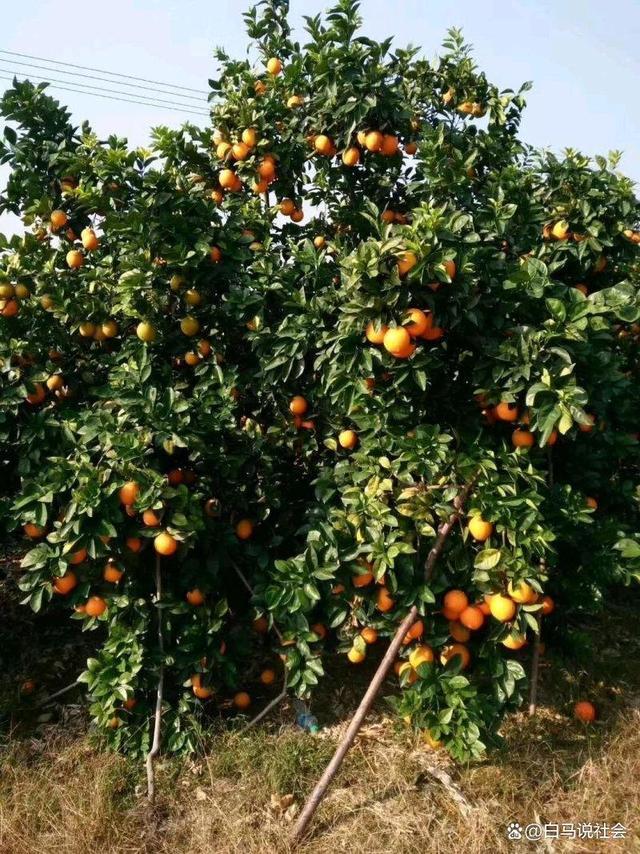 70多年前重庆果农15天跋涉千里带回2棵树苗如今养活几十万人(图4)