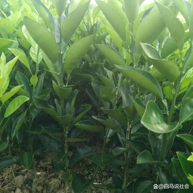 70多年前重庆果农15天跋涉千里带回2棵树苗如今养活几十万人(图8)