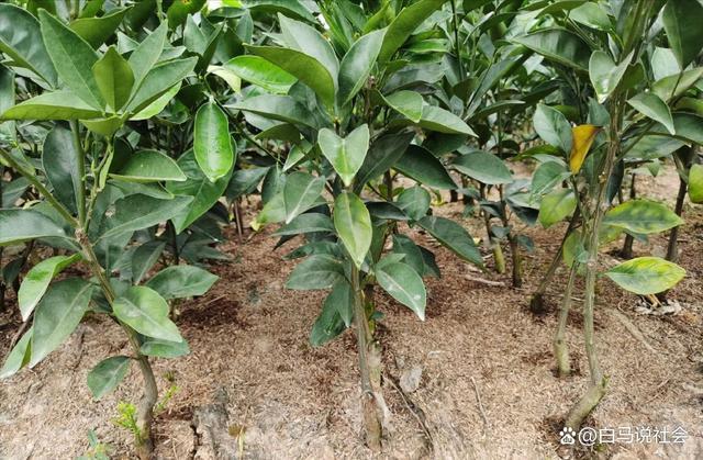 70多年前重庆果农15天跋涉千里带回2棵树苗如今养活几十万人(图10)