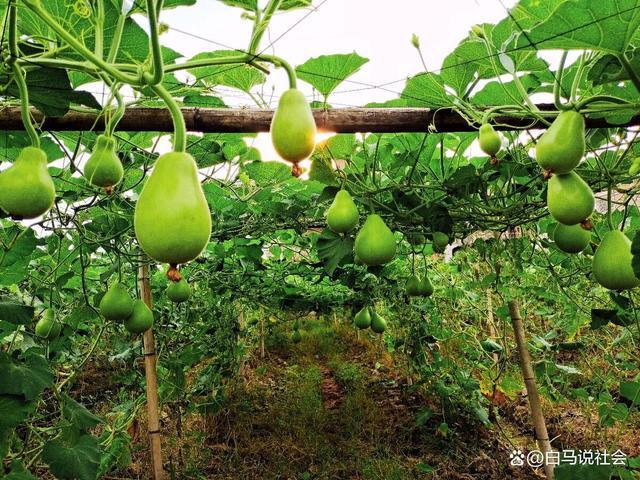 70多年前重庆果农15天跋涉千里带回2棵树苗如今养活几十万人(图11)