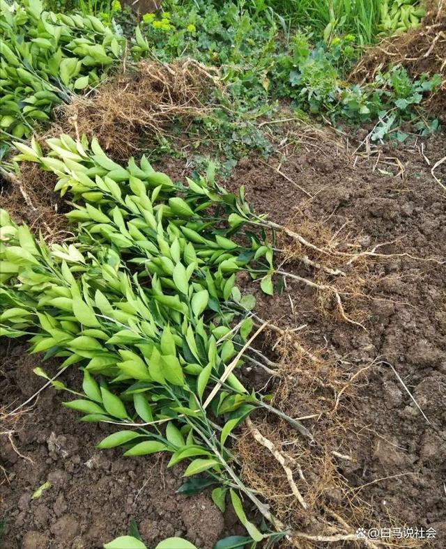 70多年前重庆果农15天跋涉千里带回2棵树苗如今养活几十万人(图9)