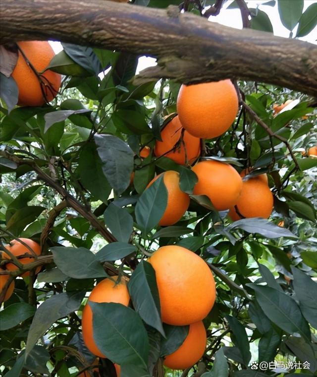 70多年前重庆果农15天跋涉千里带回2棵树苗如今养活几十万人(图13)