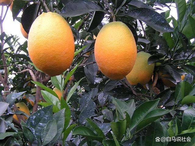 70多年前重庆果农15天跋涉千里带回2棵树苗如今养活几十万人(图12)