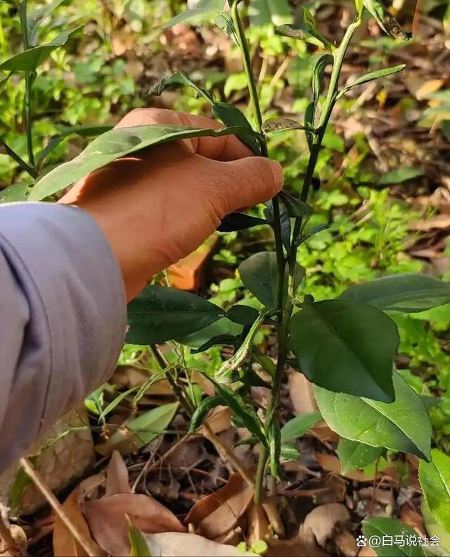 70多年前重庆果农15天跋涉千里带回2棵树苗如今养活几十万人(图14)