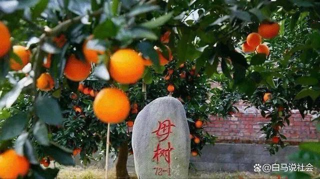 70多年前重庆果农15天跋涉千里带回2棵树苗如今养活几十万人(图17)