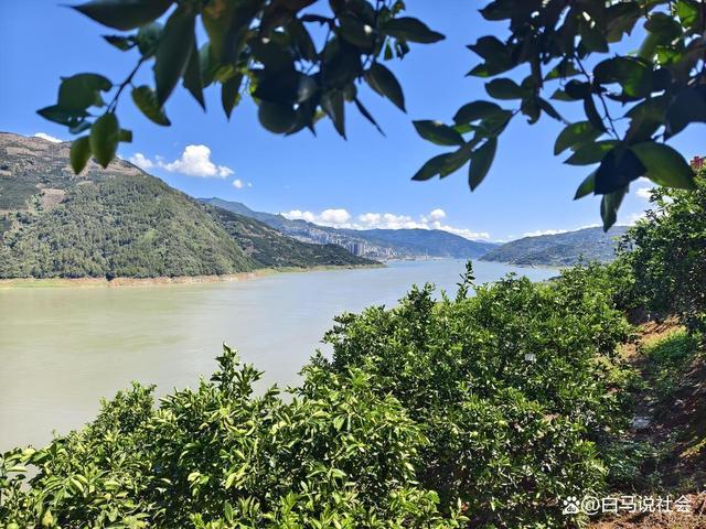 70多年前重庆果农15天跋涉千里带回2棵树苗如今养活几十万人(图19)