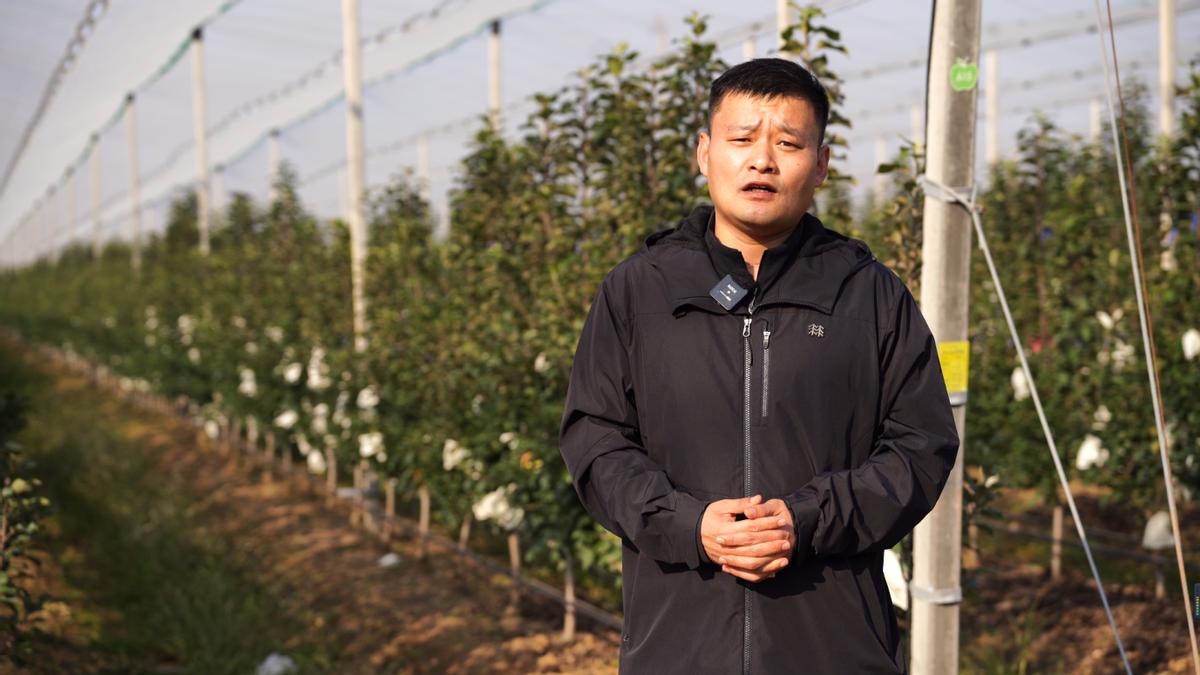 小草沟苗木：40年育“芯”筑牢烟台苹果产业根基(图1)