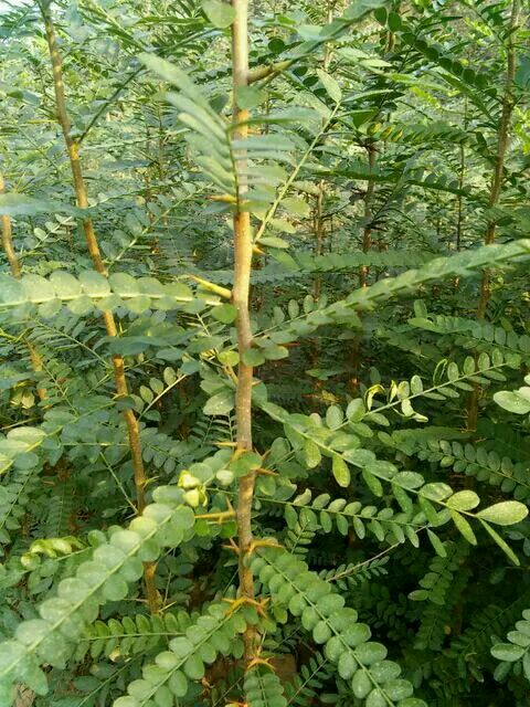 休宁县东临溪镇：茶韵飘香促振兴(图1)