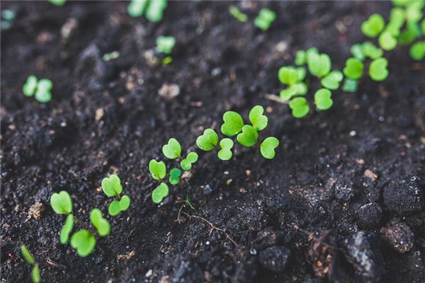 菏泽：黄河滩区育出“芍药新贵”(图1)