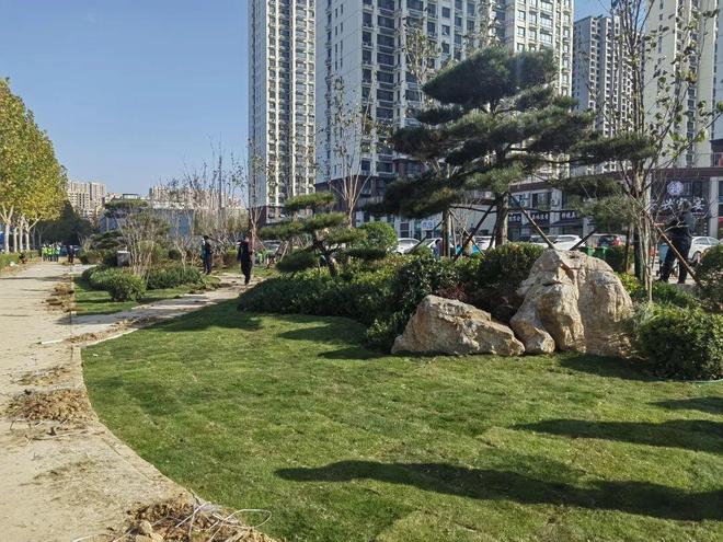 菏泽市城管局扎实推进秋季苗木补栽工作 助力城市绿化品质提升(图2)