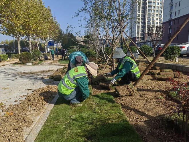 菏泽市城管局扎实推进秋季苗木补栽工作 助力城市绿化品质提升(图1)