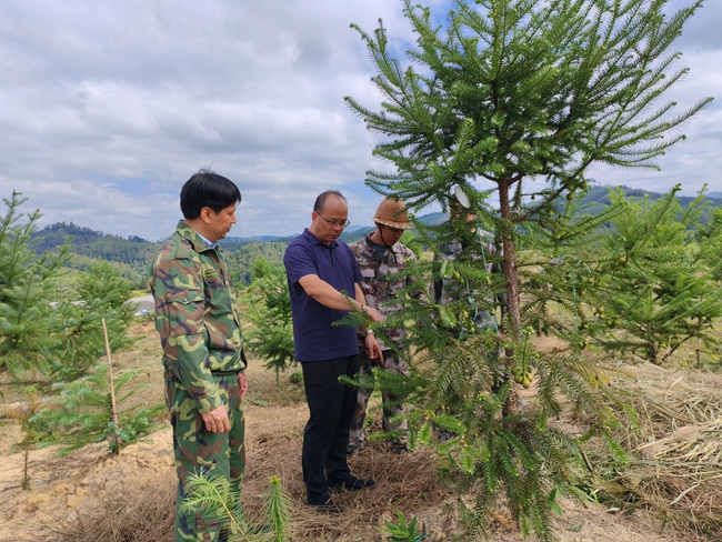 福建省沙县官庄国有林场：四十载育“杉”路 四代良种结硕果(图1)