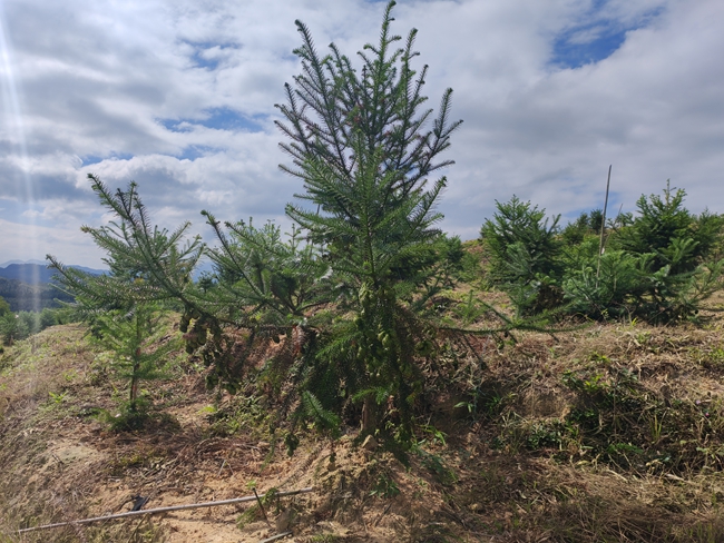 福建省沙县官庄国有林场：四十载育“杉”路 四代良种结硕果(图2)