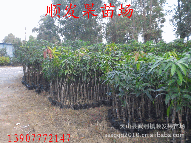 沙湾市商户地乡：初冬植绿添新景 干部实干践担当——筑牢生态宜居根基(图1)