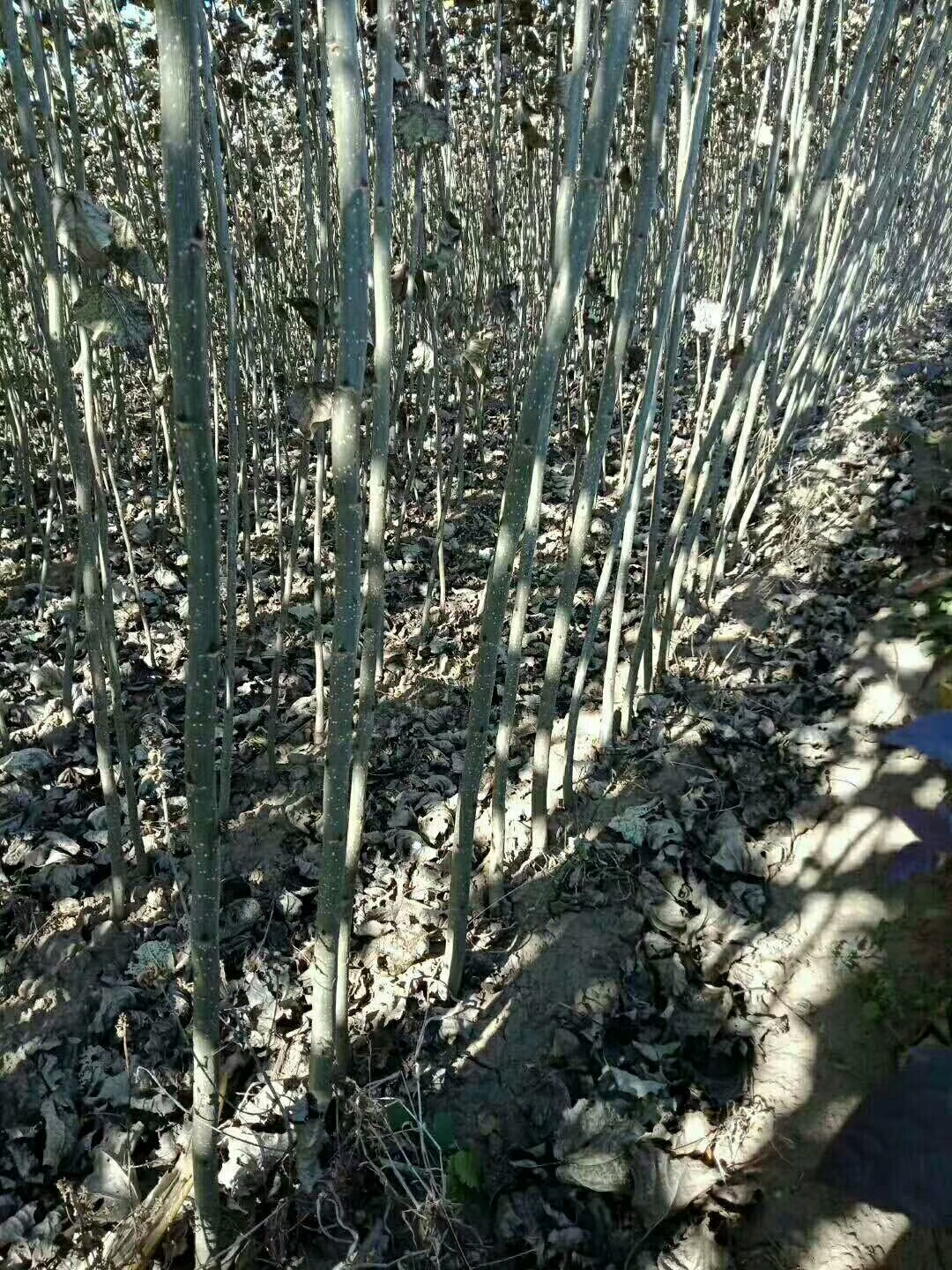 麦盖提县秋季植树掀热潮 多点发力绘就生态新画卷(图1)