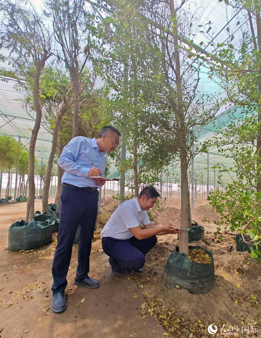 中国技术经验助力沙特新城绿化(图1)