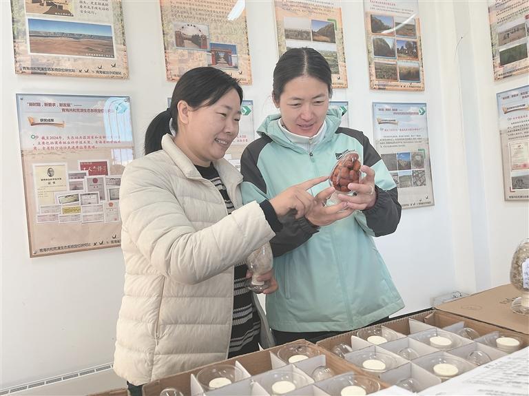 破“寒”而生：青海高寒沙区的治沙智慧(图1)