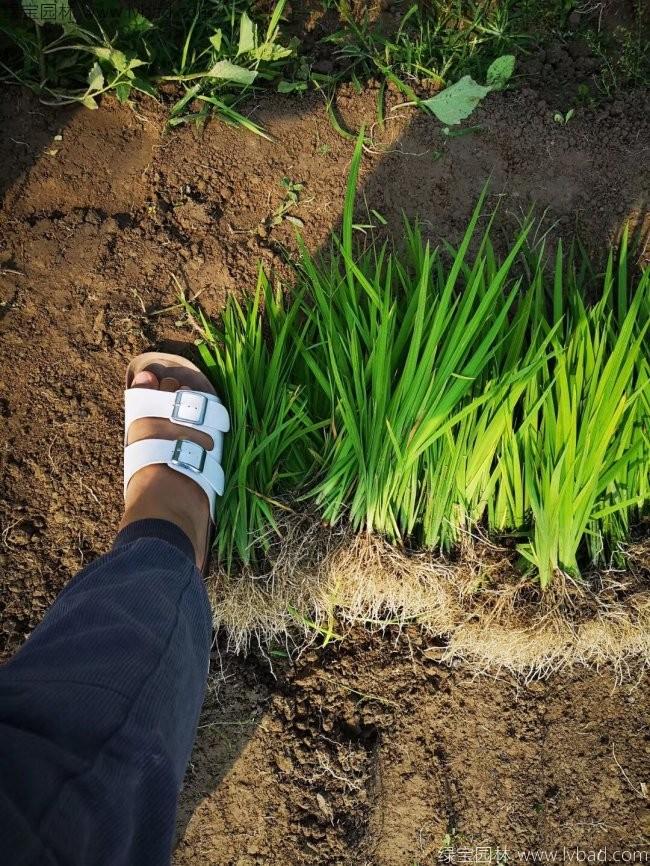 植物的培育方式有哪些(图2)