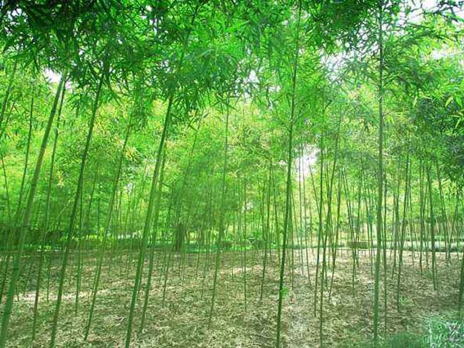 植物的培育方式有哪些(图3)