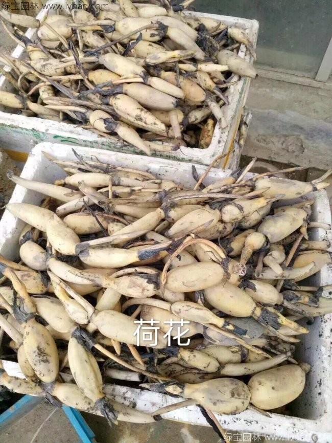 植物的培育方式有哪些(图1)