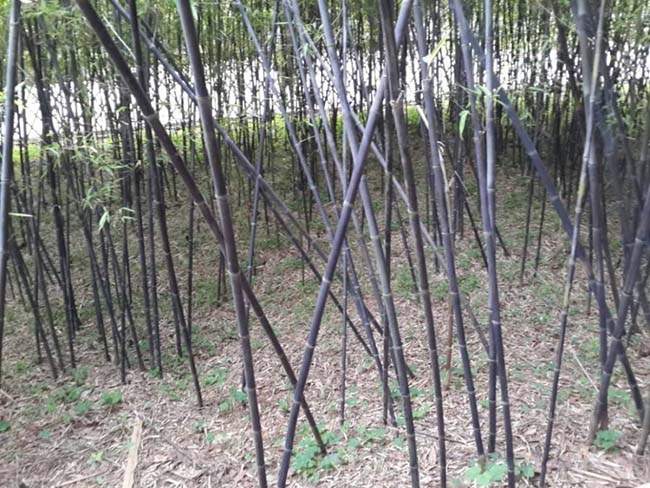 植物的培育方式有哪些(图4)