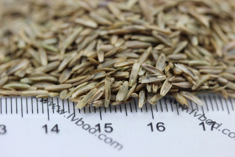 植物的培育方式有哪些(图11)