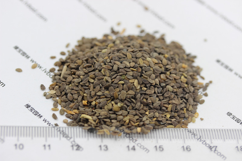 植物的培育方式有哪些(图17)