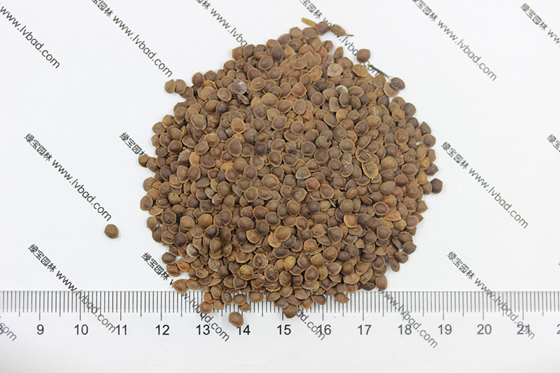 植物的培育方式有哪些(图18)