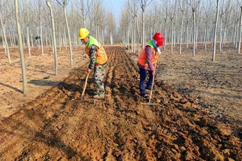 苗木播种方法及技术要点(图1)