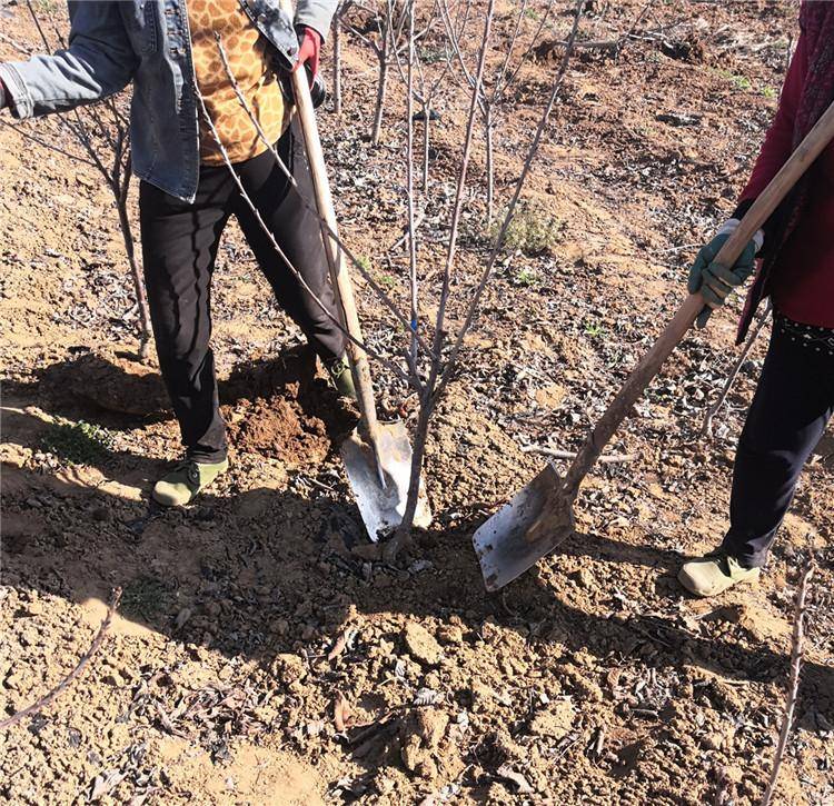 苗木播种方法及技术要点(图2)