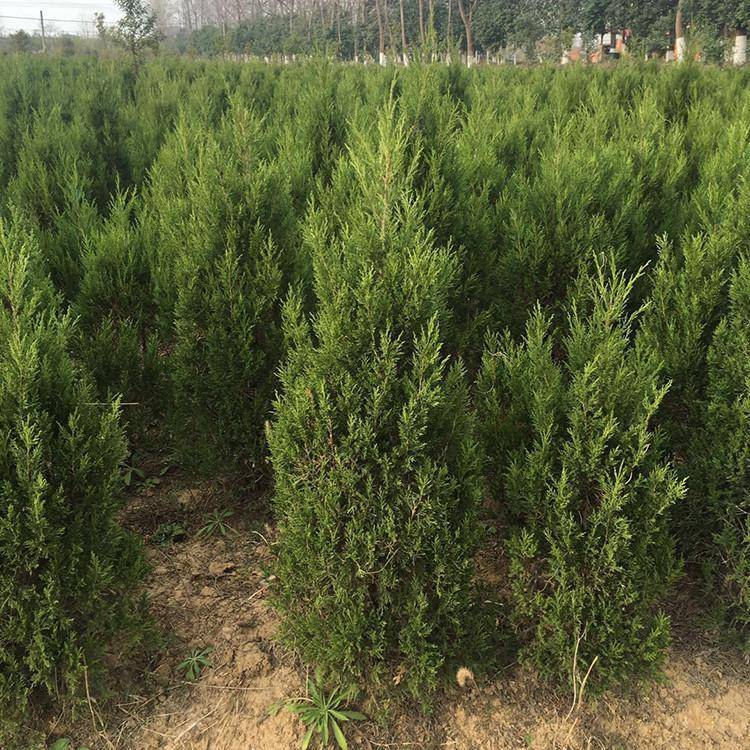 苗木播种方法及技术要点(图3)