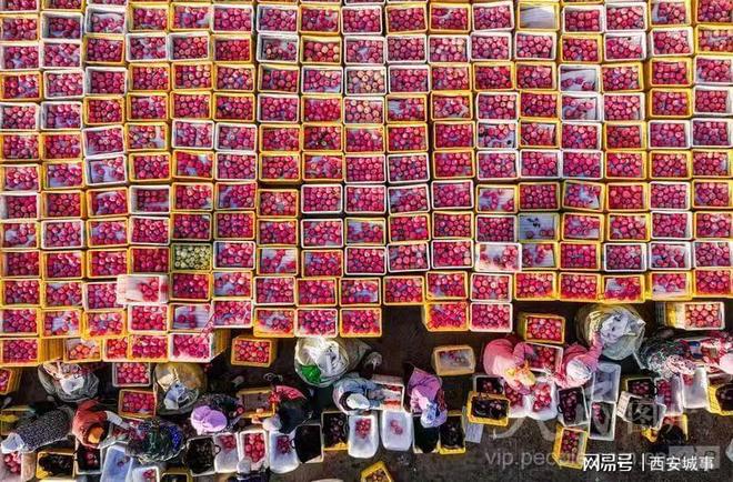 千阳苹果：科技赋能传统果业 品牌点亮乡村振兴(图7)