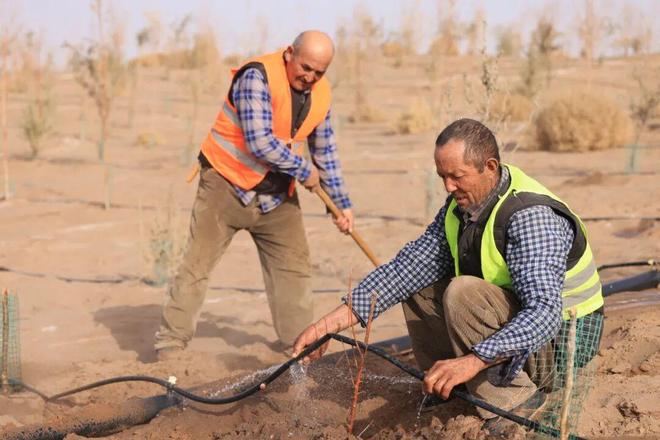 12906万亩！怎么做到的？(图1)