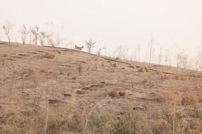 12906万亩！怎么做到的？(图4)