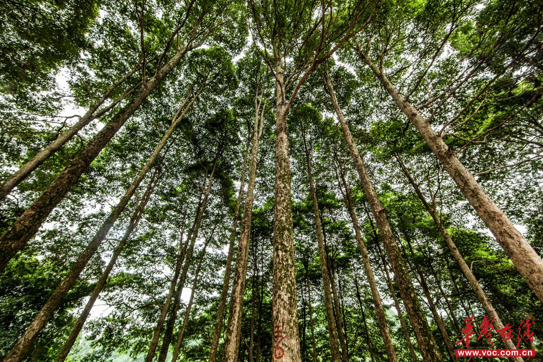 永州市金洞管理区精准推进生态环境分区管控 让“绿色活化石”楠木生生不息(图1)