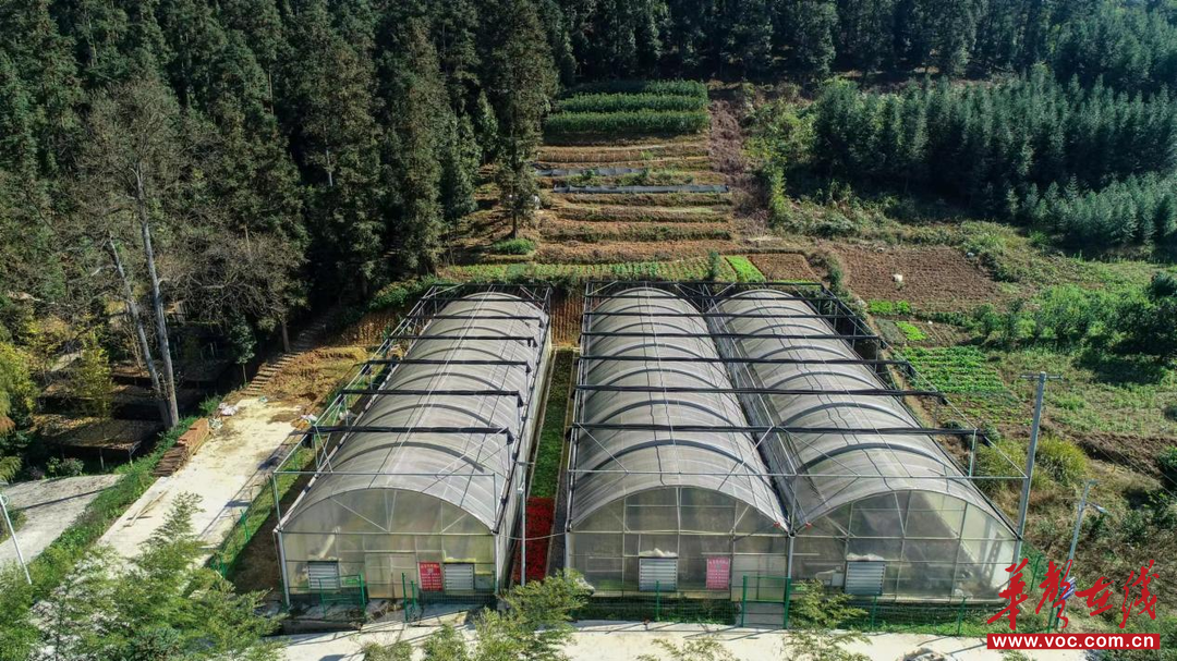 永州市金洞管理区精准推进生态环境分区管控 让“绿色活化石”楠木生生不息(图2)