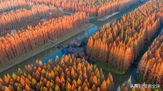 别再挤香山了！江苏东台这处水杉林12 月美成童话拍照零废片！(图4)