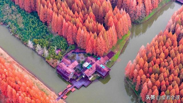 别再挤香山了！江苏东台这处水杉林12 月美成童话拍照零废片！(图2)