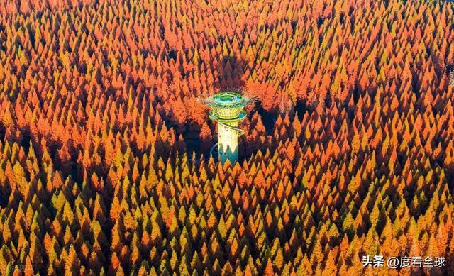 别再挤香山了！江苏东台这处水杉林12 月美成童话拍照零废片！(图16)